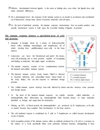  Effective discrimination between ligands is the norm at binding sites, even when the ligands have only
minor structural differences.
 On a physiological level , the response of the immune system to an invader is an intricate and coordinated
set of interactions among many classes of protein, molecules and cell types.
 At the level of individual proteins, the immune response demonstrates how an acutely sensitive and
specific biochemical system is built upon the reversible binding of ligands to proteins.
The immune response features a specialized array of cells
and proteins:
 Immunity is brought about by a variety of leukocytes(white
blood cells), including macrophages and lymphocytes, all of
which develop from undifferentiated stem cells in the bone
marrow.
 Leukocytes can leave the bloodstream and patrol the tissues,
each cell producing one or more proteins capable of recognizing
and binding to molecules that might signal an infection.
 The immune response consists of two complementary systems,
the humoral and cellular immune systems.
 The humoral immune system (Latin humor, “fluid”) is directed
at bacterial infections and extracellular viruses (those found in
the body fluids), but can also respond to individual foreign
proteins.
 The cellular immune system destroys host cells infected by viruses and also destroys some parasites
and foreign tissues.
 At the heart of the humoral immune response are soluble proteins called antibodies or
immunoglobulin, often abbreviated Ig. Immunoglobulin bind bacteria, viruses, or large molecules
identified as foreign and target them for destruction.
 Making up 20% of blood protein, the immunoglobulin’s are produced by B lymphocytes, or B cells,
so named because they complete their development in the bone marrow.
 The cell mediated respons is contributed by T cells or T lymphocytes so called because development
occurs in thymus.
 Each recognition protein of the immune system, either an antibody produced by a B cell or a receptor on
the surface of a Tcell, specifically binds some particular chemical structure, distinguishing it from
Fig;-4, immunoglobulin
 