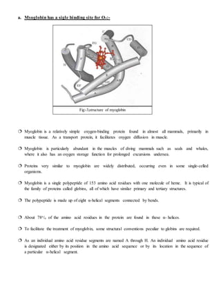 a. Myoglobin has a sigle binding site for O2:-
 Myoglobin is a relatively simple oxygen-binding protein found in almost all mammals, primarily in
muscle tissue. As a transport protein, it facilitates oxygen diffusion in muscle.
 Myoglobin is particularly abundant in the muscles of diving mammals such as seals and whales,
where it also has an oxygen storage function for prolonged excursions undersea.
 Proteins very similar to myoglobin are widely distributed, occurring even in some single-celled
organisms.
 Myoglobin is a single polypeptide of 153 amino acid residues with one molecule of heme. It is typical of
the family of proteins called globins, all of which have similar primary and tertiary structures.
 The polypeptide is made up of eight α-helical segments connected by bends.
 About 78o/o of the amino acid residues in the protein are found in these α- helices.
 To facilitate the treatment of myoglobin, some structural conventions peculiar to globins are required.
 As an individual amino acid residue segments are named A through H. An individual amino acid residue
is designated either by its position in the amino acid sequence or by its location in the sequence of
a particular α-helical segment.
Fig:-3,structure of myoglobin
 