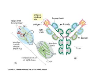 protein ligand interaction | PDF