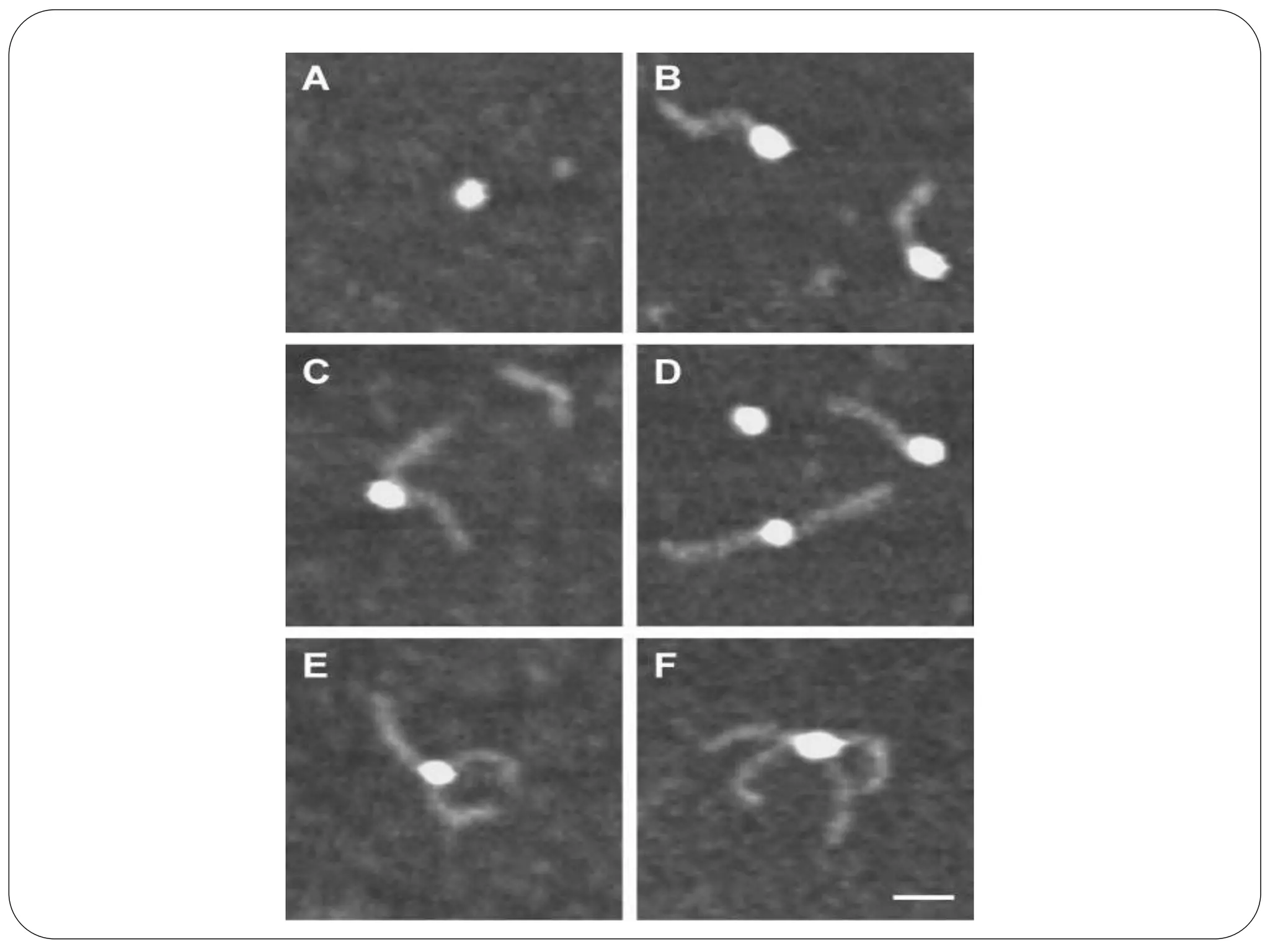 Protein – ligand ppt