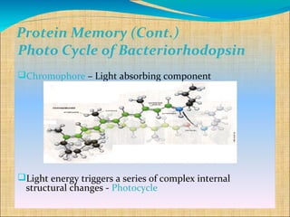 Protein Memory (Cont.)
Photo Cycle of Bacteriorhodopsin
Chromophore – Light absorbing component




Light energy triggers a series of complex internal
 structural changes - Photocycle
 