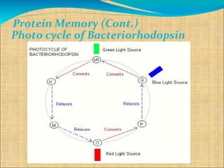 Protein Memory (Cont.)
Photo cycle of Bacteriorhodopsin
 