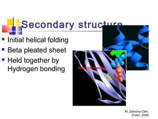 M. Zaharna Clini.
Chem. 2009
Secondary structure
 Initial helical folding
 Beta pleated sheet
 Held together by
Hydrogen bonding
 