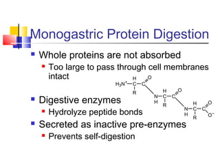 Monogastric Protein Digestion
 Whole proteins are not absorbed
 Too large to pass through cell membranes
intact
 Digestive enzymes
 Hydrolyze peptide bonds
 Secreted as inactive pre-enzymes
 Prevents self-digestion
H3N+
C
H
C
R
O
N
H
C
H
C
O
R
N
H
C
H
C
R
O
O–
 