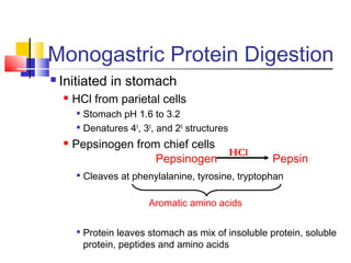 Monogastric Protein Digestion
 Initiated in stomach
 HCl from parietal cells

Stomach pH 1.6 to 3.2

Denatures 40
, 30
, and 20
structures
 Pepsinogen from chief cells

Cleaves at phenylalanine, tyrosine, tryptophan

Protein leaves stomach as mix of insoluble protein, soluble
protein, peptides and amino acids
Aromatic amino acids
Pepsinogen
HCl
Pepsin
 