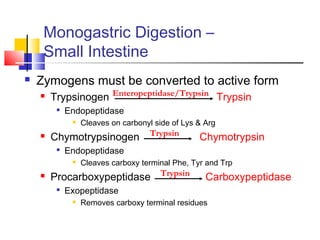 Monogastric Digestion –
Small Intestine
 Zymogens must be converted to active form
 Trypsinogen Trypsin

Endopeptidase
 Cleaves on carbonyl side of Lys & Arg
 Chymotrypsinogen Chymotrypsin

Endopeptidase
 Cleaves carboxy terminal Phe, Tyr and Trp
 Procarboxypeptidase Carboxypeptidase

Exopeptidase
 Removes carboxy terminal residues
Enteropeptidase/Trypsin
Trypsin
Trypsin
 