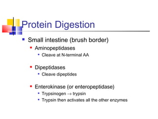 Protein Digestion
 Small intestine (brush border)
 Aminopeptidases

Cleave at N-terminal AA
 Dipeptidases

Cleave dipeptides
 Enterokinase (or enteropeptidase)

Trypsinogen → trypsin

Trypsin then activates all the other enzymes
 