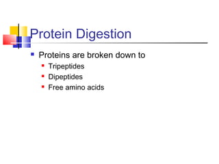 Protein Digestion
 Proteins are broken down to
 Tripeptides
 Dipeptides
 Free amino acids
 