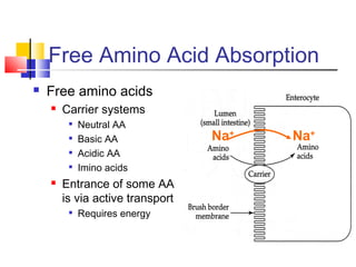 Free Amino Acid Absorption
 Free amino acids
 Carrier systems

Neutral AA

Basic AA

Acidic AA

Imino acids
 Entrance of some AA
is via active transport

Requires energy
Na+
Na+
 