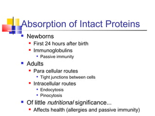 Absorption of Intact Proteins
 Newborns
 First 24 hours after birth
 Immunoglobulins

Passive immunity
 Adults
 Para cellular routes

Tight junctions between cells
 Intracellular routes

Endocytosis

Pinocytosis
 Of little nutritional significance...
 Affects health (allergies and passive immunity)
 