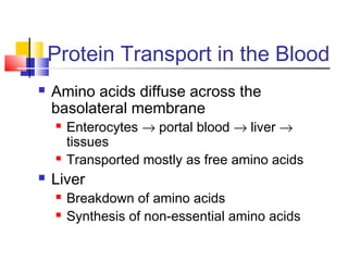 Protein Transport in the Blood
 Amino acids diffuse across the
basolateral membrane
 Enterocytes → portal blood → liver →
tissues
 Transported mostly as free amino acids
 Liver
 Breakdown of amino acids
 Synthesis of non-essential amino acids
 