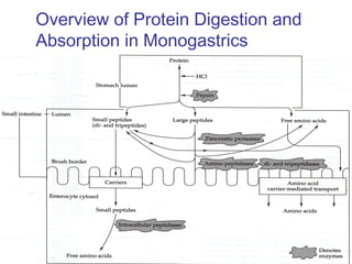 Groff & Gropper, 2000
Overview of Protein Digestion and
Absorption in Monogastrics
 