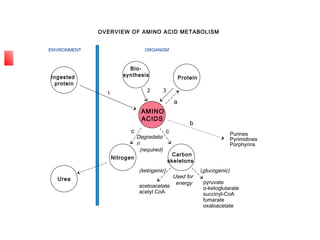 OVERVIEW OF AMINO ACID METABOLISM
ENVIRONMENT ORGANISM
Ingested
protein
Bio-
synthesis
Protein
AMINO
ACIDS
Nitrogen
Carbon
skeletons
Urea
Degradatio
n
(required)
1
2 3
a
b
Purines
Pyrimidines
Porphyrins
c c
Used for
energy pyruvate
α-ketoglutarate
succinyl-CoA
fumarate
oxaloacetate
acetoacetate
acetyl CoA
(glucogenic)(ketogenic)
 
