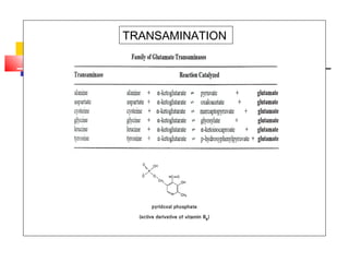 TRANSAMINATION
 
