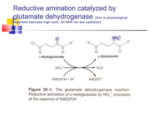Reductive amination catalyzed by
glutamate dehydrogenase (this is physiological
important becouse high conc. Of NH4 ion are cytotoxic)
 
