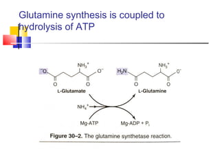 Glutamine synthesis is coupled to
hydrolysis of ATP
 