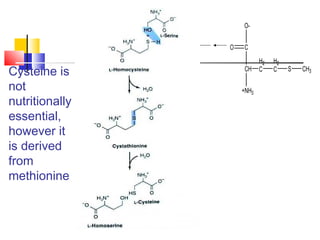 Cysteine is
not
nutritionally
essential,
however it
is derived
from
methionine
+NH3
CH
C
H2
C
O-
O
H2
C S CH3
 
