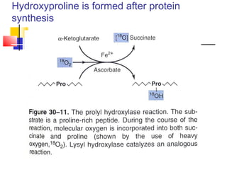 Hydroxyproline is formed after protein
synthesis
 
