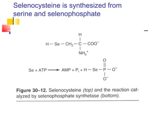 Selenocysteine is synthesized from
serine and selenophosphate
 