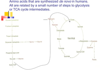 Amino acids that are synthesized de novo in humans.
All are related by a small number of steps to glycolysis
or TCA cycle intermediates.
 
