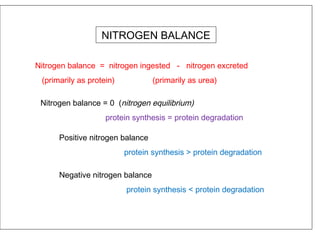 NITROGEN BALANCE
Nitrogen balance = nitrogen ingested - nitrogen excreted
(primarily as protein) (primarily as urea)
Nitrogen balance = 0 (nitrogen equilibrium)
protein synthesis = protein degradation
Positive nitrogen balance
protein synthesis > protein degradation
Negative nitrogen balance
protein synthesis < protein degradation
 