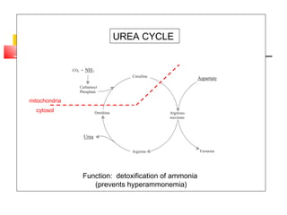 UREA CYCLE
mitochondria
cytosol
Function: detoxification of ammonia
(prevents hyperammonemia)
 