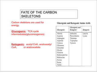FATE OF THE CARBON
SKELETONS
Carbon skeletons are used for
energy.
Glucogenic: TCA cycle
intermediates(gluconeogensis)
Ketogenic: acetyl CoA, acetoacetyl
CoA, or acetoacetate
 