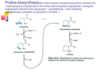 Proline biosynthesis(the initial reaction of proline biosynthsis converts the
ᵞ-carboxyl group of glutamate to the mixed acid anhydride of glutamate ᵞ-phospate.
Subsequent reduction form glutamate ᵞ- semialdehyde,, which following
spontaneously cyclization is reduced to L-Proline )
 