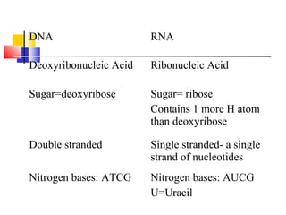 DNA RNA
Deoxyribonucleic Acid Ribonucleic Acid
Sugar=deoxyribose Sugar= ribose
Contains 1 more H atom
than deoxyribose
Double stranded Single stranded- a single
strand of nucleotides
Nitrogen bases: ATCG Nitrogen bases: AUCG
U=Uracil
 