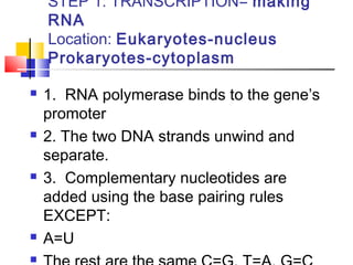 STEP 1: TRANSCRIPTION= making
RNA
Location: Eukaryotes-nucleus
Prokaryotes-cytoplasm
 1. RNA polymerase binds to the gene’s
promoter
 2. The two DNA strands unwind and
separate.
 3. Complementary nucleotides are
added using the base pairing rules
EXCEPT:
 A=U

 