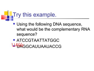 Try this example.
 Using the following DNA sequence,
what would be the complementary RNA
sequence?
 ATCCGTAATTATGGC
 UAGGCAUUAAUACCG
 