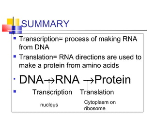 SUMMARY
 Transcription= process of making RNA
from DNA
 Translation= RNA directions are used to
make a protein from amino acids
• DNA→RNA →Protein
 Transcription Translation
nucleus
Cytoplasm on
ribosome
 