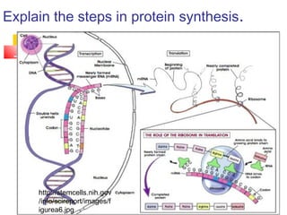 Explain the steps in protein synthesis.
http://stemcells.nih.gov
/info/scireport/images/f
igurea6.jpg
 