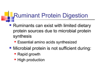 Ruminant Protein Digestion
 Ruminants can exist with limited dietary
protein sources due to microbial protein
synthesis
 Essential amino acids synthesized
 Microbial protein is not sufficient during:
 Rapid growth
 High production
 