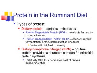 Protein in the Ruminant Diet
 Types of protein:
 Dietary protein – contains amino acids

Rumen Degradable Protein (RDP) – available for use by
rumen microbes

Rumen Undegradable Protein (RUP) – escapes rumen
fermentation; enters small intestine unaltered
 Varies with diet, feed processing
 Dietary non-protein nitrogen (NPN) – not true
protein; provides a source of nitrogen for microbial
protein synthesis

Relatively CHEAP - decreases cost of protein
supplementation
 
