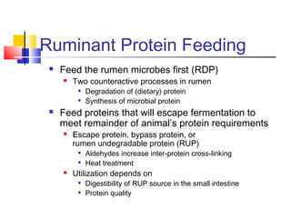 Ruminant Protein Feeding
 Feed the rumen microbes first (RDP)
 Two counteractive processes in rumen

Degradation of (dietary) protein

Synthesis of microbial protein
 Feed proteins that will escape fermentation to
meet remainder of animal’s protein requirements
 Escape protein, bypass protein, or
rumen undegradable protein (RUP)

Aldehydes increase inter-protein cross-linking

Heat treatment
 Utilization depends on

Digestibility of RUP source in the small intestine

Protein quality
 