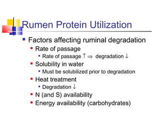 Rumen Protein Utilization
 Factors affecting ruminal degradation
 Rate of passage

Rate of passage ↑ ⇒ degradation ↓
 Solubility in water

Must be solubilized prior to degradation
 Heat treatment

Degradation ↓
 N (and S) availability
 Energy availability (carbohydrates)
 