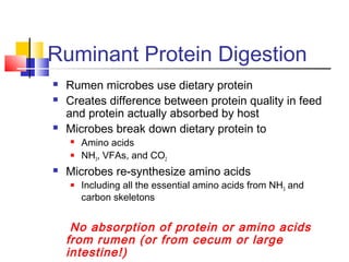 Ruminant Protein Digestion
 Rumen microbes use dietary protein
 Creates difference between protein quality in feed
and protein actually absorbed by host
 Microbes break down dietary protein to
 Amino acids
 NH3, VFAs, and CO2
 Microbes re-synthesize amino acids
 Including all the essential amino acids from NH3 and
carbon skeletons
No absorption of protein or amino acids
from rumen (or from cecum or large
intestine!)
 