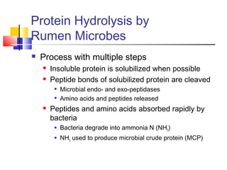 Protein Hydrolysis by
Rumen Microbes
 Process with multiple steps
 Insoluble protein is solubilized when possible
 Peptide bonds of solubilized protein are cleaved

Microbial endo- and exo-peptidases

Amino acids and peptides released
 Peptides and amino acids absorbed rapidly by
bacteria
 Bacteria degrade into ammonia N (NH3)
 NH3 used to produce microbial crude protein (MCP)
 