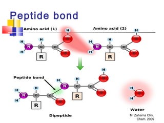 M. Zaharna Clini.
Chem. 2009
Peptide bond
 