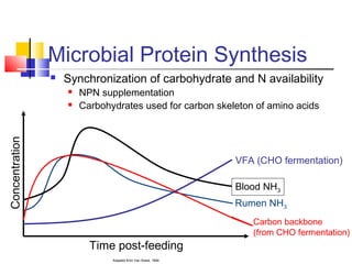 Microbial Protein Synthesis
 Synchronization of carbohydrate and N availability
 NPN supplementation
 Carbohydrates used for carbon skeleton of amino acids
VFA (CHO fermentation)
Rumen NH3
Blood NH3
Adapted from Van Soest, 1994
Time post-feeding
Concentration
Carbon backbone
(from CHO fermentation)
 
