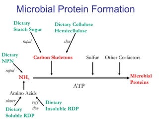 Microbial Protein Formation
Dietary
NPN
Dietary
Soluble RDP
Microbial
Proteins
Amino Acids
Carbon Skeletons Sulfur Other Co-factors
NH3
ATP
Dietary
Starch Sugar
Dietary Cellulose
Hemicellulose
rapid slow
rapid
slower Dietary
Insoluble RDP
very
slow
 