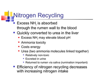 Nitrogen Recycling
 Excess NH3 is absorbed
through the rumen wall to the blood
 Quickly converted to urea in the liver
 Excess NH3 may elevate blood pH
 Ammonia toxicity
 Costs energy
 Urea (two ammonia molecules linked together)

Relatively non-toxic

Excreted in urine

Returned to rumen via saliva (rumination important)
 Efficiency of nitrogen recycling decreases
with increasing nitrogen intake
 
