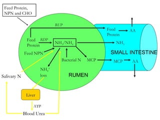 Feed Protein,
NPN and CHO
Feed
Protein
Feed NPN
NH3/NH4
Bacterial N
NH4
+
loss
MCP
RDP
RUP
Feed
Protein
AA
MCP AA
NH3
Liver
Blood Urea
Salivary N
ATP
RUMEN
SMALL INTESTINE
 