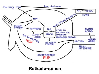 Salivary Urea
NPN
NH3
POOL
Dietary
Nitrogen Non-utilized Ammonia
NH3
UREA
LIVER
LEVEL TO
PROVIDE FOR
MAXIMUM
MICROBIAL GROWTH
MICROBIAL
PROTEIN
65% OF PROTEIN
35% OF PROTEIN
SMALL
INTESTINE
AMINO
ACIDS
AMINO
ACIDSPROTEIN
AMINO
ACIDS
PEPTIDES
Reticulo-rumen
RUP
RDP
Recycled urea
 