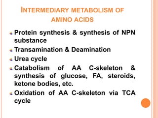 INTERMEDIARY METABOLISM OF
AMINO ACIDS
Protein synthesis & synthesis of NPN
substance
Transamination & Deamination
Urea cycle
Catabolism of AA C-skeleton &
synthesis of glucose, FA, steroids,
ketone bodies, etc.
Oxidation of AA C-skeleton via TCA
cycle
 