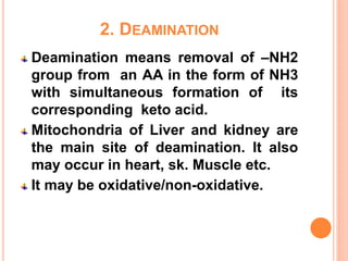 2. DEAMINATION
Deamination means removal of –NH2
group from an AA in the form of NH3
with simultaneous formation of its
corresponding keto acid.
Mitochondria of Liver and kidney are
the main site of deamination. It also
may occur in heart, sk. Muscle etc.
It may be oxidative/non-oxidative.
 