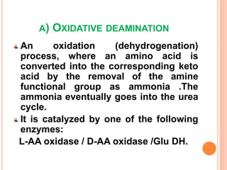 A) OXIDATIVE DEAMINATION
An oxidation (dehydrogenation)
process, where an amino acid is
converted into the corresponding keto
acid by the removal of the amine
functional group as ammonia .The
ammonia eventually goes into the urea
cycle.
It is catalyzed by one of the following
enzymes:
L-AA oxidase / D-AA oxidase /Glu DH.
 