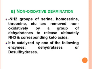 B) NON-OXIDATIVE DEAMINATION
-NH2 groups of serine, homoserine,
threonine, etc are removed non-
oxidatively by a group of
dehydratases to release ultimately
NH3 & corresponding keto acids.
It is catalyzed by one of the following
enzymes: dehydratases or
Desulfhydrases.
 