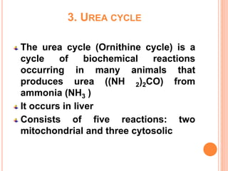 3. UREA CYCLE
The urea cycle (Ornithine cycle) is a
cycle of biochemical reactions
occurring in many animals that
produces urea ((NH 2)2CO) from
ammonia (NH3 )
It occurs in liver
Consists of five reactions: two
mitochondrial and three cytosolic
 